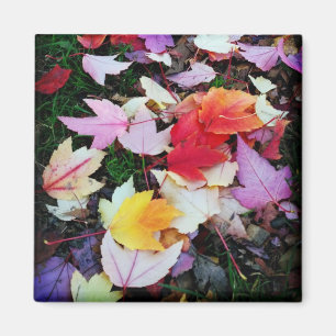 Aimant Folithe d'automne