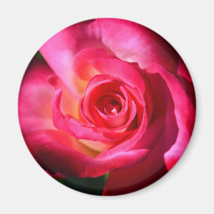 Aimant foncé de rose de rose
