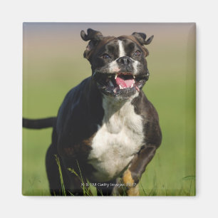 Aimant Fonctionnement de chien