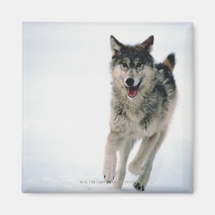 Aimant Fonctionnement de loup gris