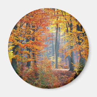 Aimant Forest
