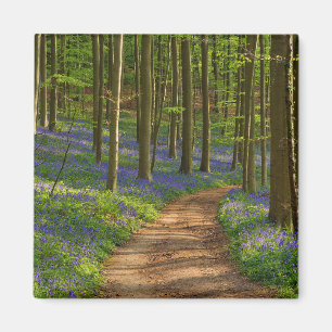 Aimant Forest   Bluebell Forest en Belgique