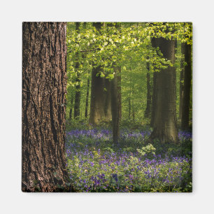 Aimant Forest   Bluebells en Belgique