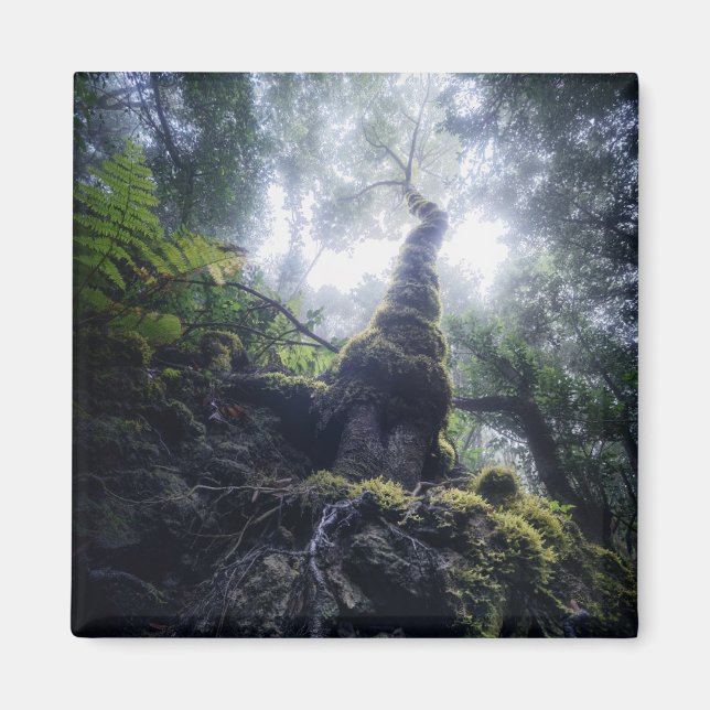 Aimant Forests | Anaga Rural Park Canary Islands (Devant)