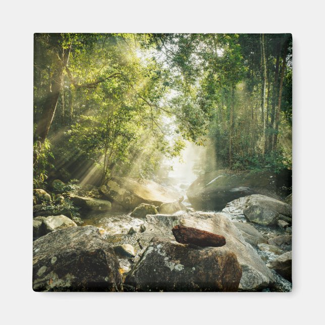 Aimant Forests | Tropical Jungle Forest (Devant)