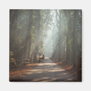 Aimant Forêt Bois