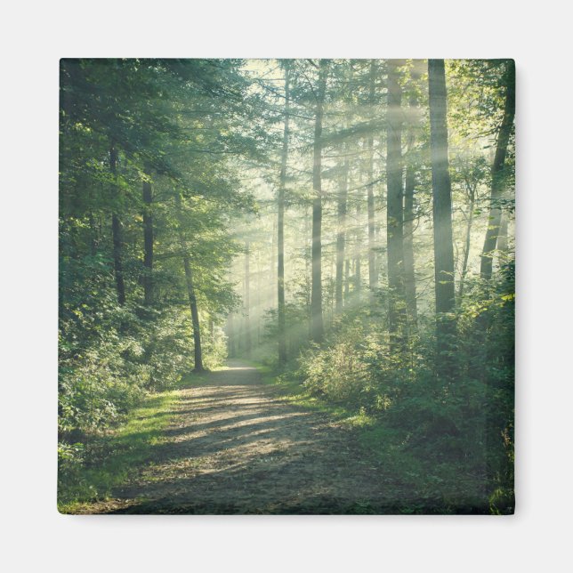 Aimant Forêt | Chemin forestier Hambourg Allemagne (Devant)