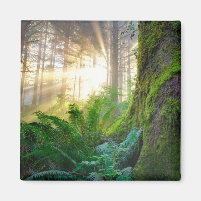 Aimant Forêt côtière du Pacifique, Oregon (Devant)