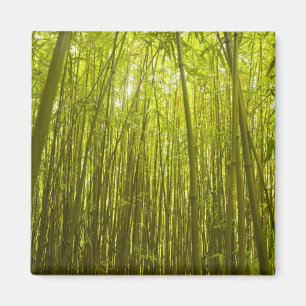 Aimant Forêt de Bamboo près du sentier de la crête de Wai