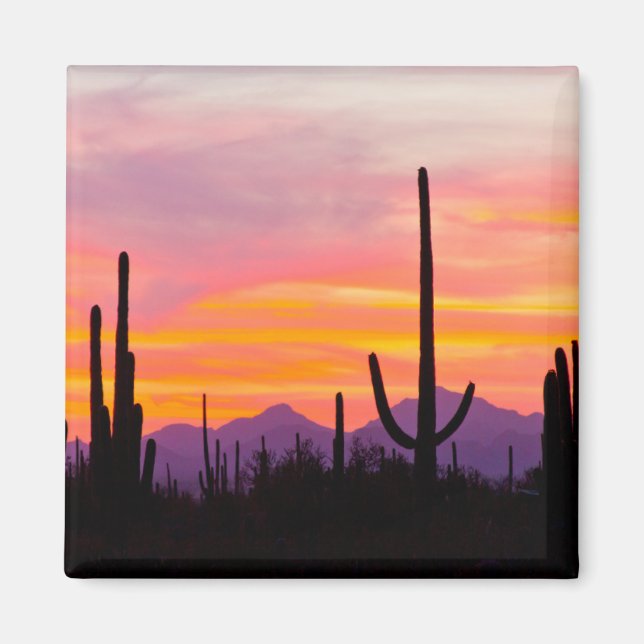 Aimant Forêt de cactus saguaro au coucher du soleil (Devant)