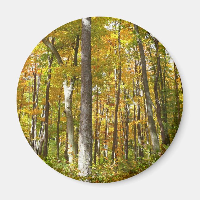 Aimant Forêt de feuilles jaunes Paysage d'automne (Devant)