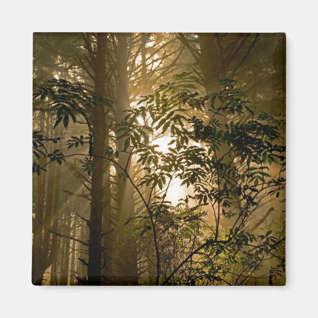Aimant Forêt de feuillus persistants | Côte de l'Oregon (Devant)