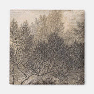 Aimant Forêt de la santé, Madère