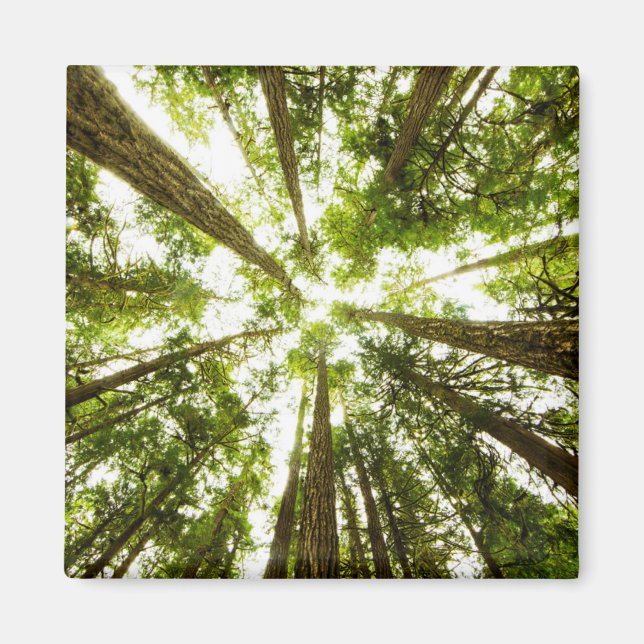 Aimant Forêt de pluie verte (Devant)