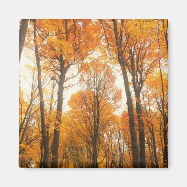 Aimant Forêt d'Orange (Devant)