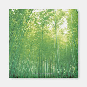 Aimant Forêt en bambou 2