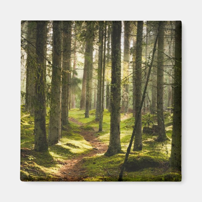 Aimant Forêt | Forêt boréale Suède (Devant)