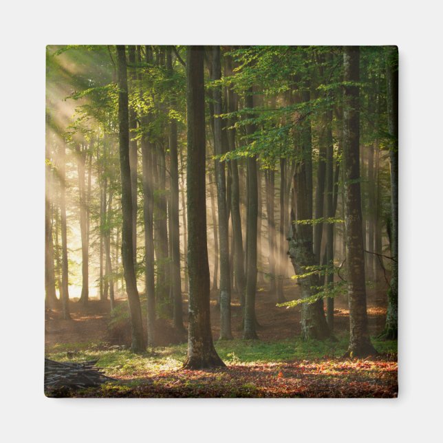 Aimant Forêt | Forêt d'automne (Devant)