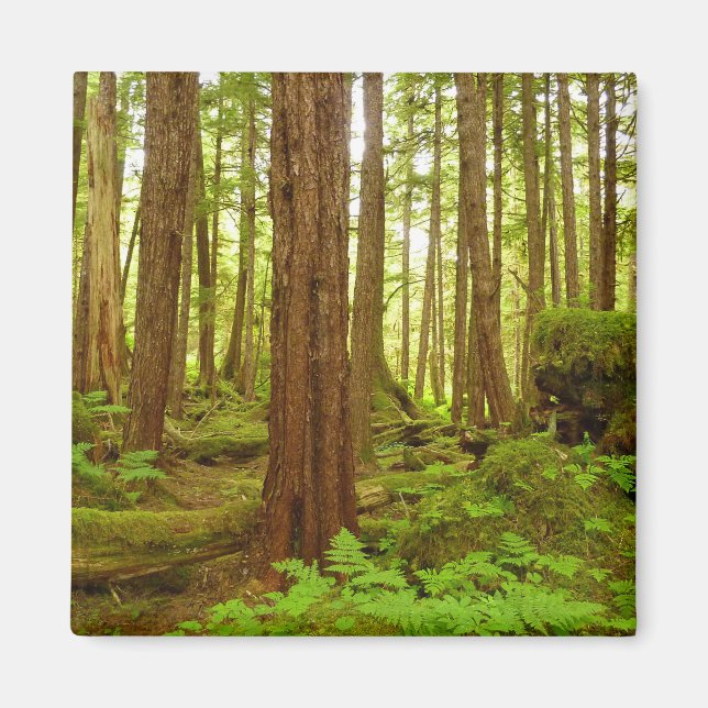 Aimant Forêt pluviale tempérée d'Alaska (Devant)