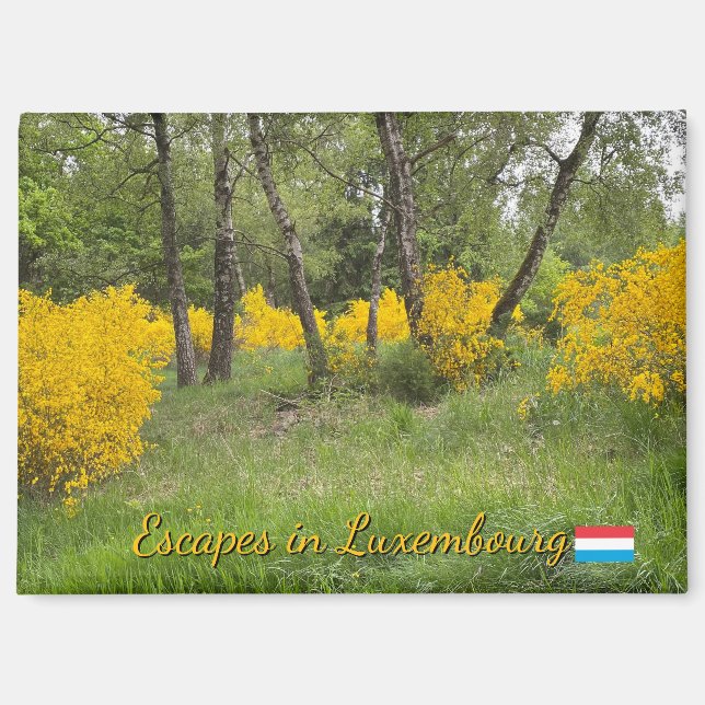 Aimant Forêt printanière au Luxembourg voyage (Recto)