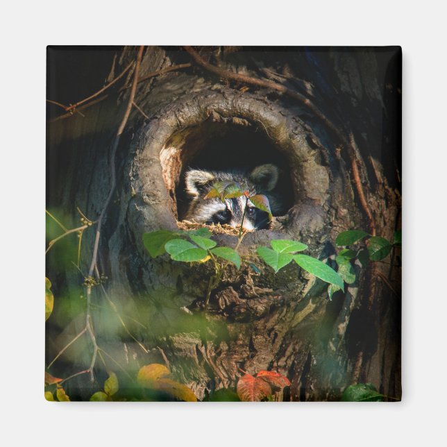 Aimant Forêt | Raccoon Peeking (Devant)