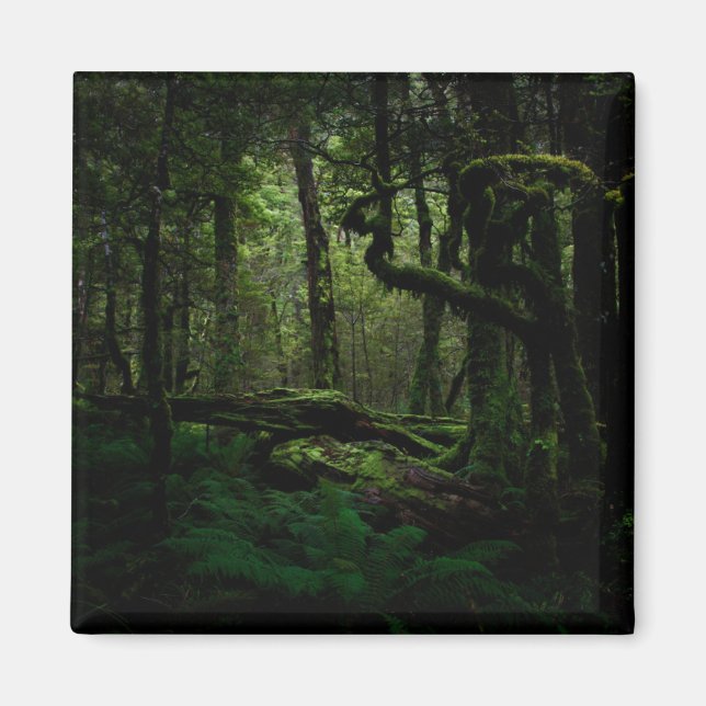 Aimant Forêt | Routeburn Track Fiordland National Park (Devant)