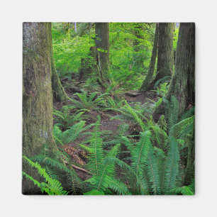 Aimant Forêt Scénique Verte Luxuriante