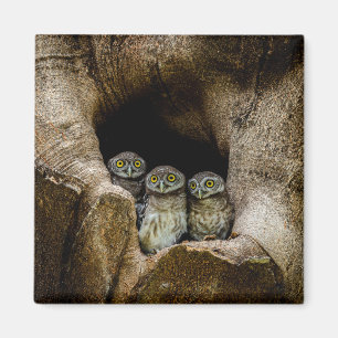 Aimant Forêt Trois Chouettes