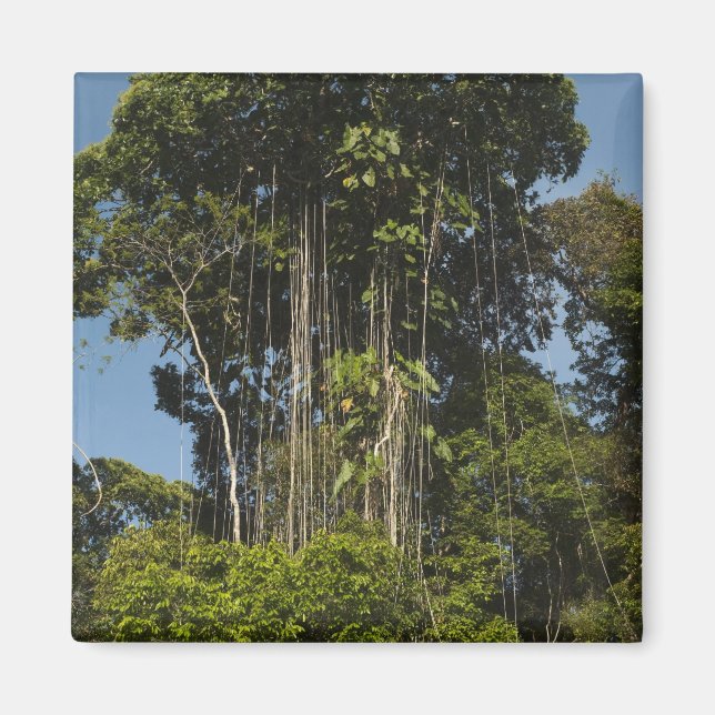 Aimant Forêt tropicale en bordure de la rivière Rewa, Guy (Devant)