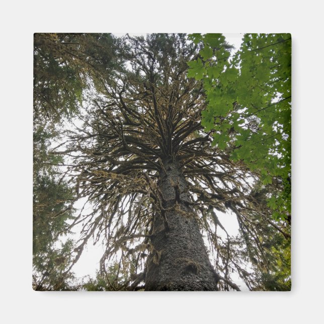 Aimant forêt tropicale humide (Devant)