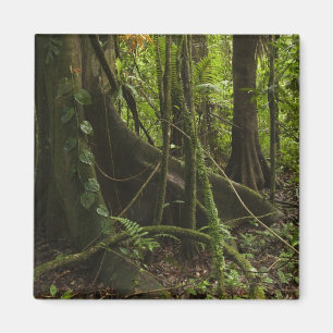 Aimant Forêt tropicale, rivière Mapari Nord Rupununi,