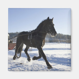Aimant Formation des chevaux dans un paysage hivernal,