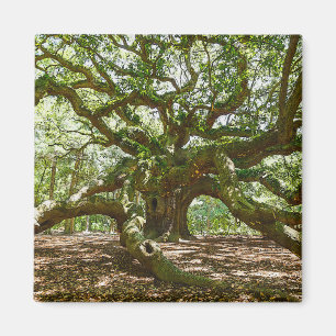 Aimant Forte Et Grave