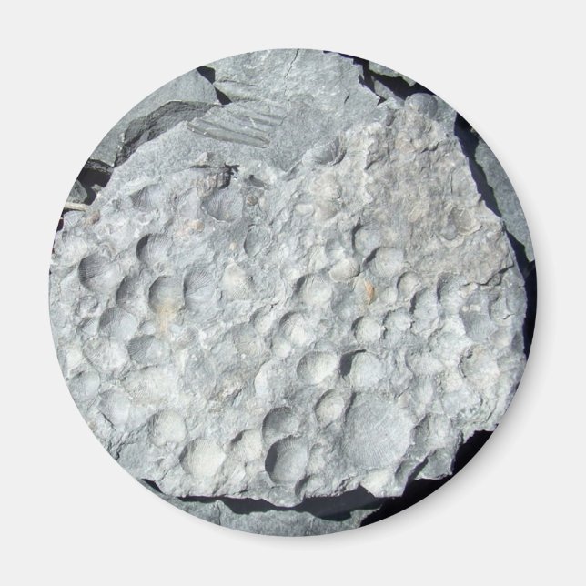 Aimant Fossiles de Geer Road (Devant)