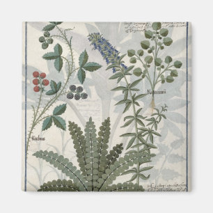 Aimant Fougères, mûres et fleurs