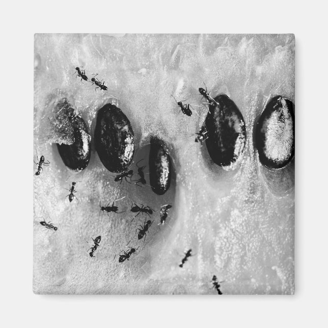 Aimant fourmis de surf (Devant)