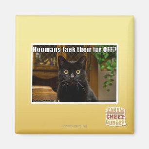Aimant Fourrure de Hoomans Taek là ?
