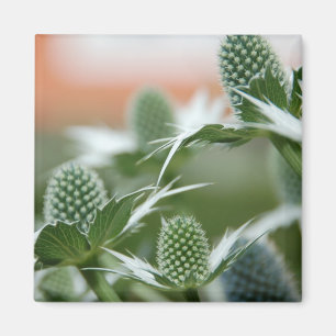 Aimant frais de plante
