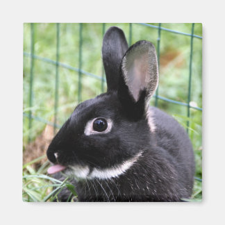 Aimant Framboise Bunny