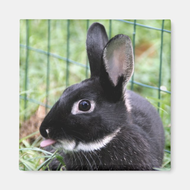 Aimant Framboise Bunny (Devant)