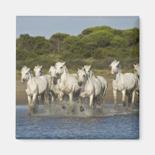 Aimant France, Camargue. Les chevaux courent à travers l'