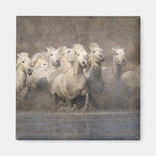 Aimant France, Provence. Chevaux Camargue blancs courant