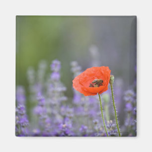 Aimant France, Provence. Coquelicot solitaire dans un cha