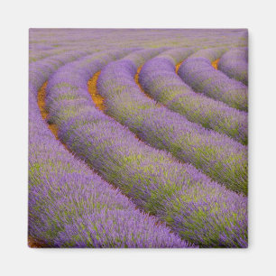 Aimant France, région Provence. Rangées incurvées de