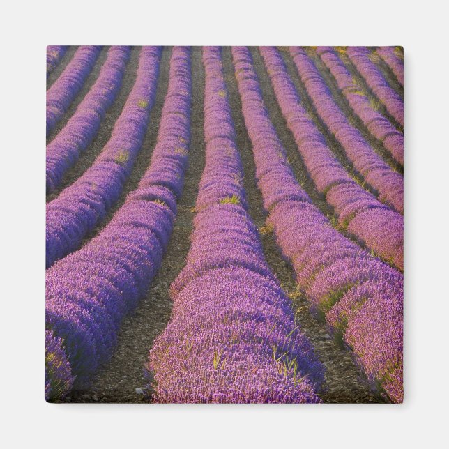 Aimant France, région Provence. Rangées ordonnées de (Devant)
