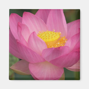 Aimant Franklin NC, jardin d'eau de Perry, Lotus 2