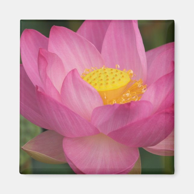 Aimant Franklin NC, jardin d'eau de Perry, Lotus 2 (Devant)