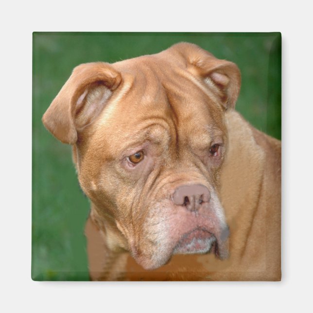 Aimant French Mastiff (Devant)
