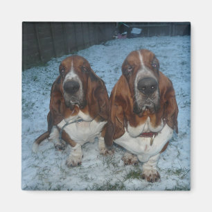 Aimant Frères Basset Hound aimantés