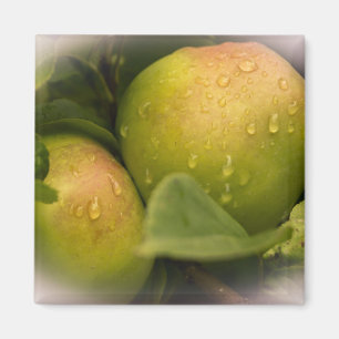 Aimant Fresh Green Apples with Misty Border
